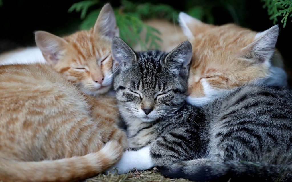 Un gato se convierte en el primer animal en dar positivo por Covid-19 en Reino Unido