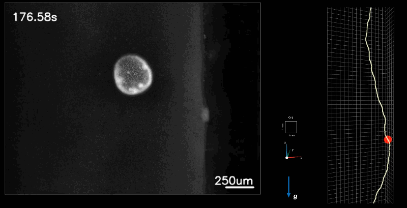 Un primer plano de un microorganismo que está siendo seguido por el microscopio circular.