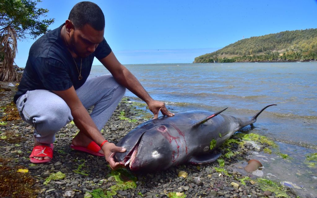Desgarradoras imagenes: delfines mueren en área del derrame de petróleo en Mauricio