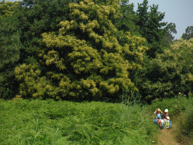Varios niños antes de adentrarse en un castañar.