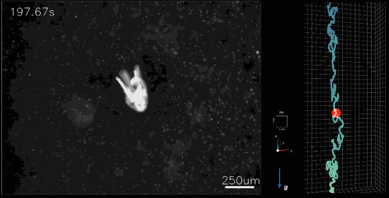 Un primer plano de un microorganismo que está siendo seguido por el microscopio circular.