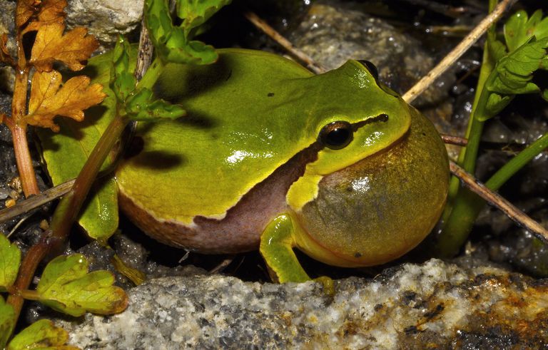 La ranita de San Antón, llamada 'Hyla Molleri'. Los anfibios son unas de las familias más vulnerables frente al cambio climático.