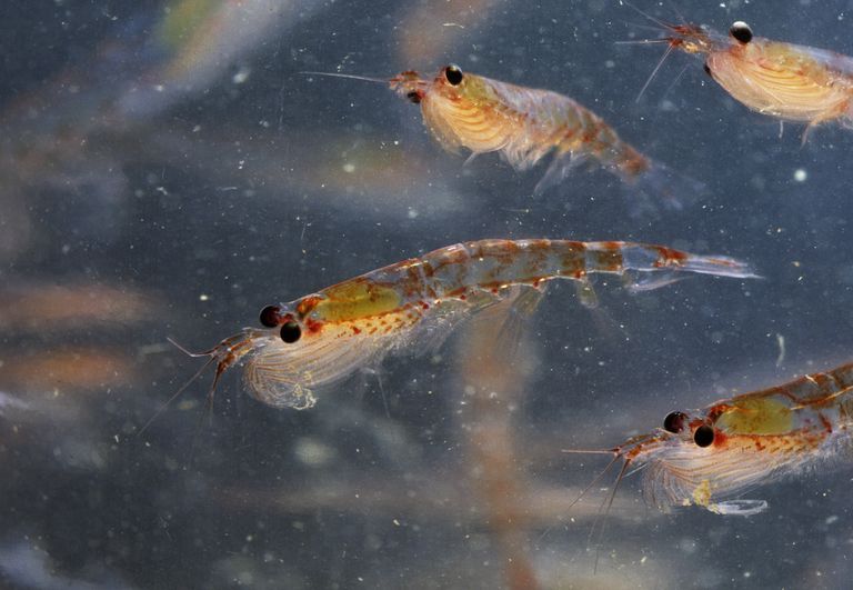 Krill de la Antártida.