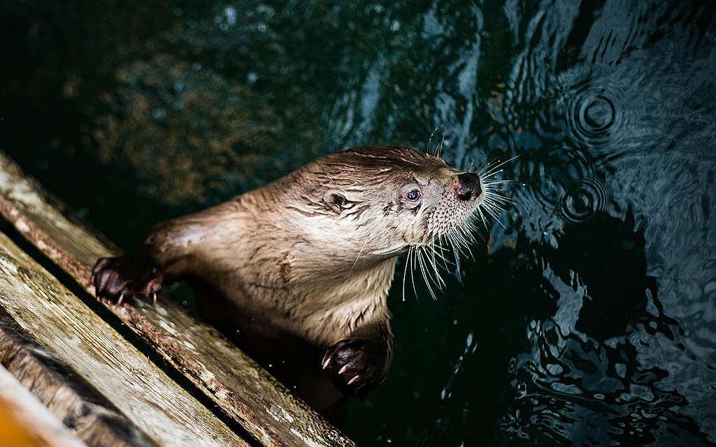 Visones en granjas de Estados Unidos dan positivos a coronavirus