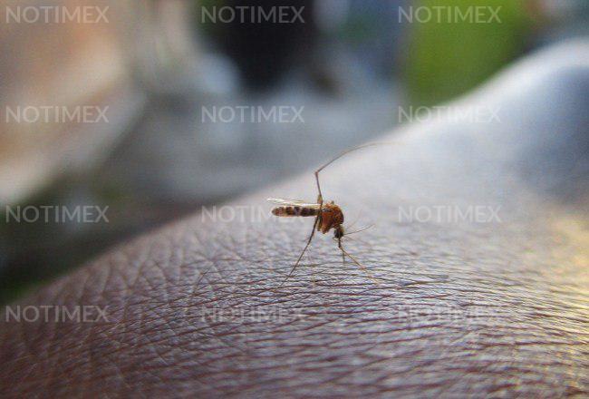 Aumentan casos de dengue en Jalisco; van 495