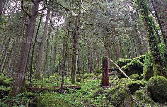 Promueve Panamá la reforestación y conciencia ambiental