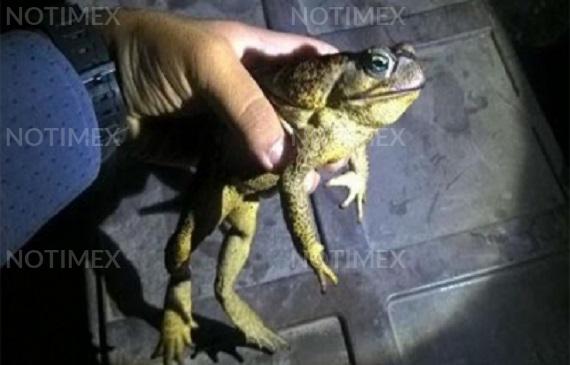 Sapos gigantes y tóxicos invaden el sur de Florida