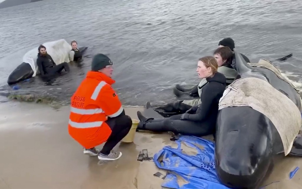 Rescate de ballenas varadas en Australia entra en fase final