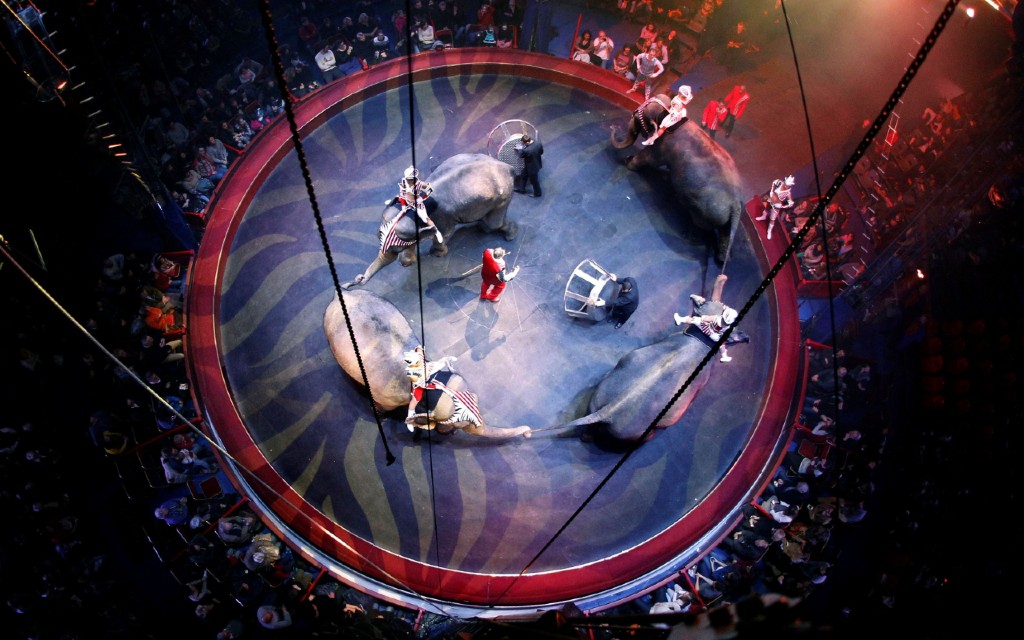 En Francia prohibirán grandes animales salvajes en circos y orcas en delfinarios