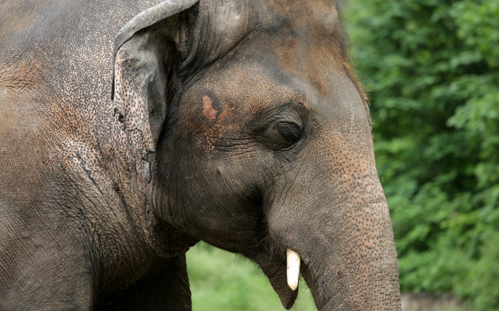 Aseguran que toxinas en el agua mataron a cientos de elefantes en Botsuana