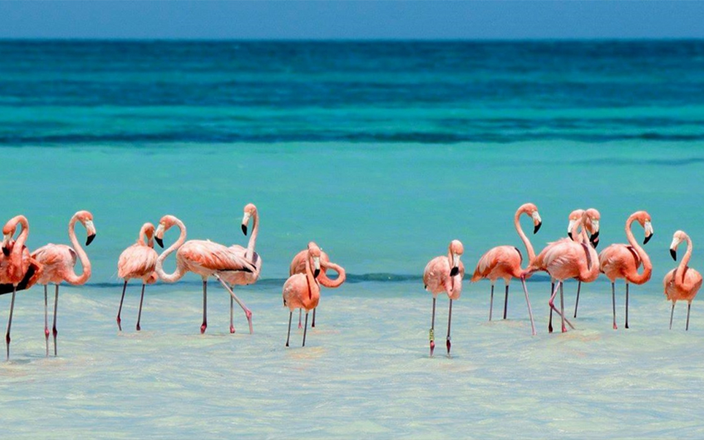 Eduardo Pacheco Cetina