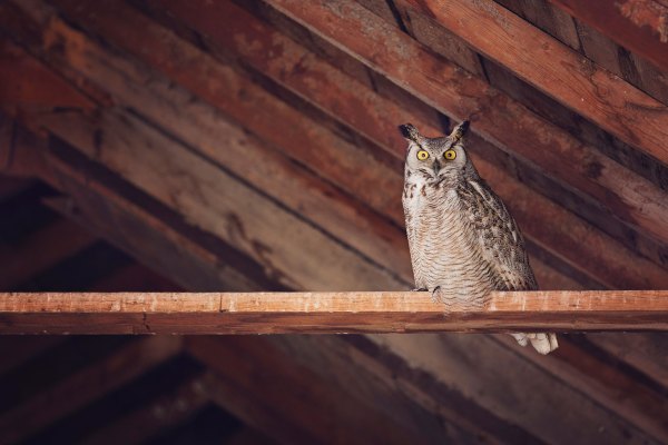 El nuevo par de fondos de Owl Ventures le da a edtech un impulso de $ 585 millones