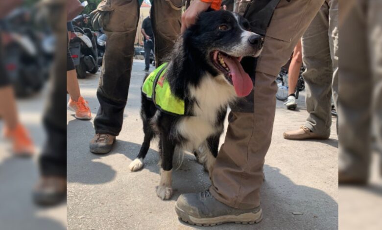 Flash, el perro rescatista chileno que llevó esperanza a Beirut | Video