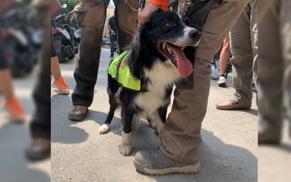 Flash, el perro rescatista chileno que llevó esperanza a Beirut | Video