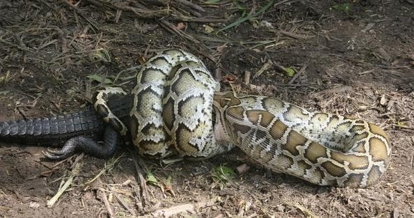 Hallan una pitón hinchada, sospechaban que se había tragó un niño, la mataron y mira lo que se había tragado