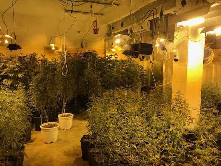 Parte de las 460 plantas de un cultivo interior en el barrio del Carmel de Barcelona.