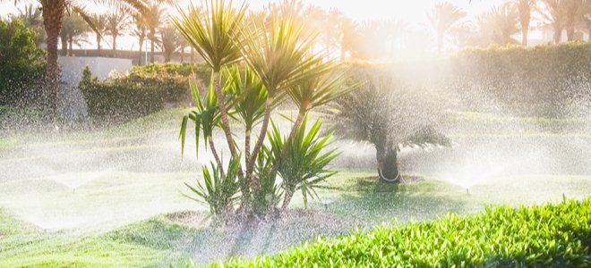 Aspersores de césped con palmeras en el sol brillante