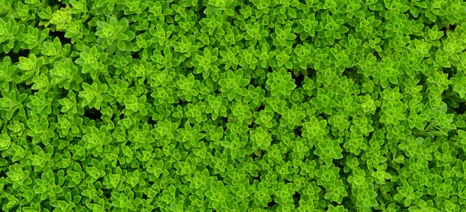 hermoso sustituto de césped de cobertura vegetal