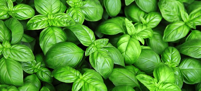 albahaca fresca creciendo afuera