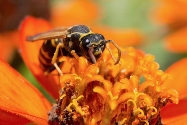 chaqueta amarilla en una flor