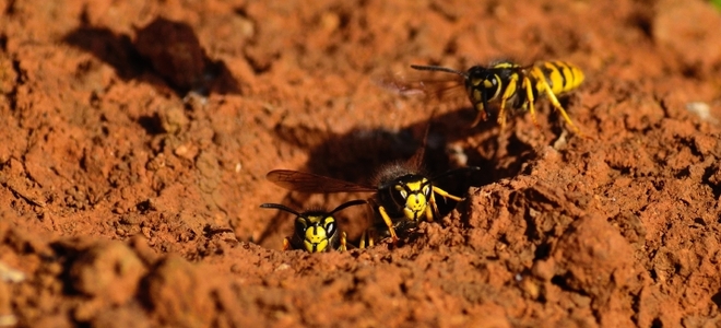 Cómo deshacerse de las avispas chaquetas amarillas en su ático