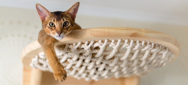 gato en el árbol del gato