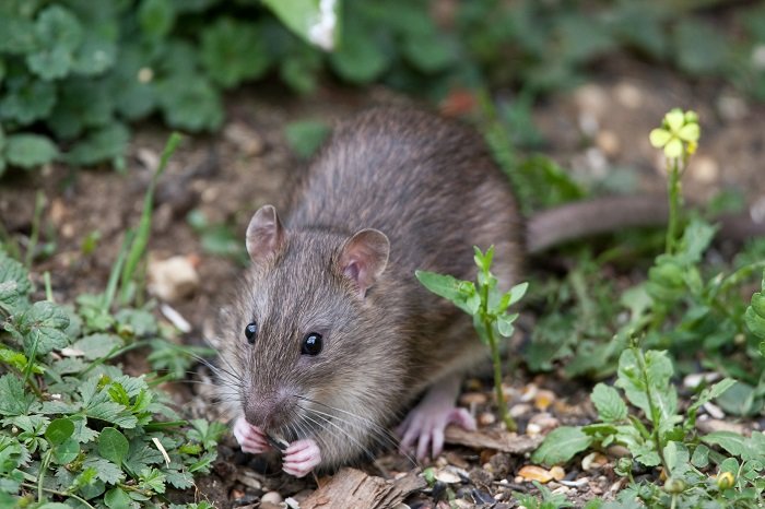 Una rata en un campo.