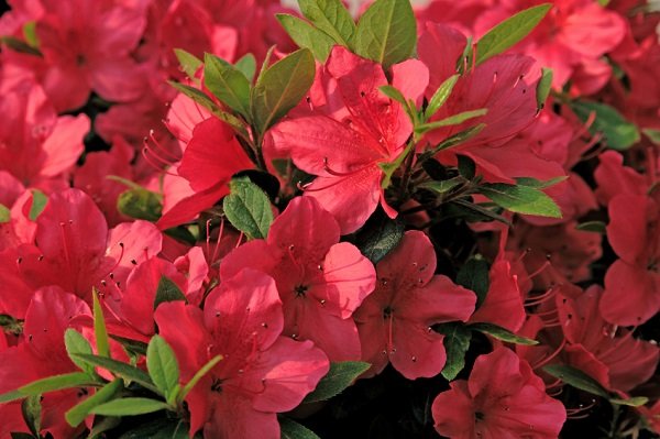 azaleas rojas