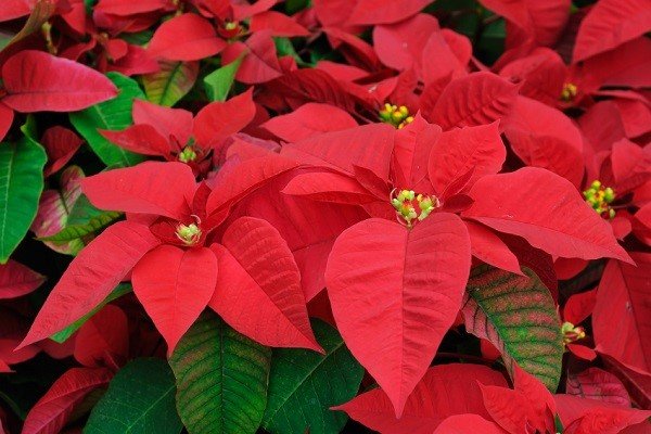 plantas de poinsettia
