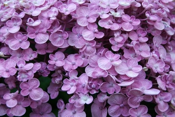 hortensias moradas