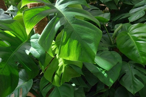 plantas de philidendron