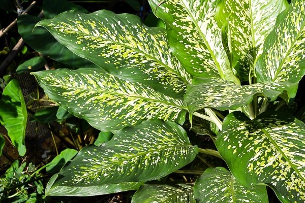 Dieffenbachia mudas plantas de caña