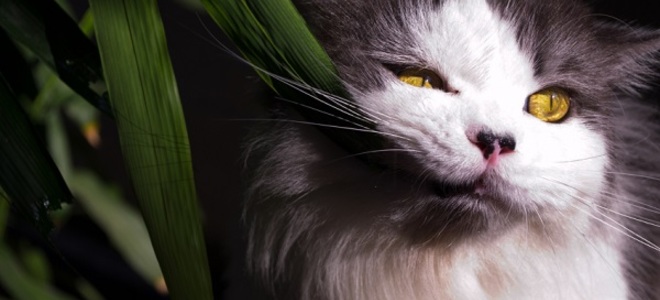 ¡No cultives estas plantas si tienes mascotas!