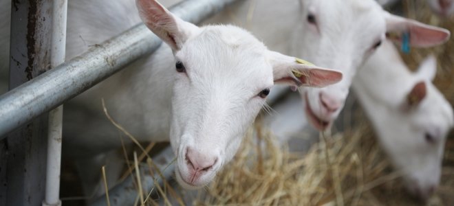 cabras comiendo heno al otro lado de una valla
