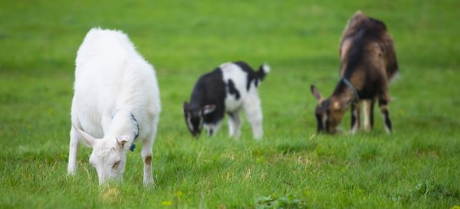 cabras comiendo pasto