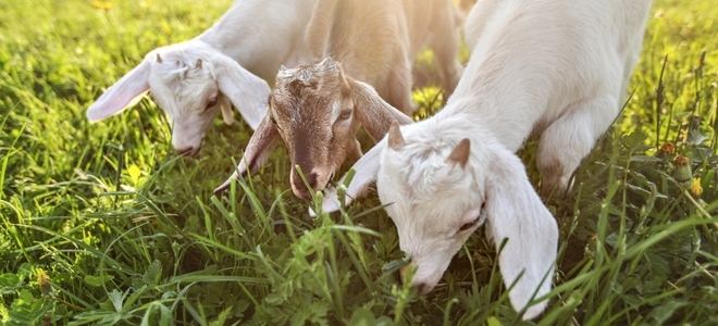 Manteniendo a las cabras de cepillo como cortadoras de césped