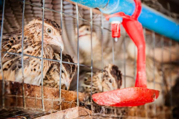 Algunas codornices en una jaula cerca de su botella de agua. 