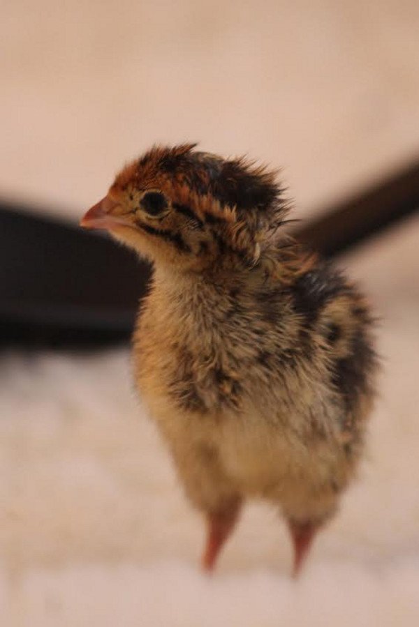 Una cría de codorniz. 