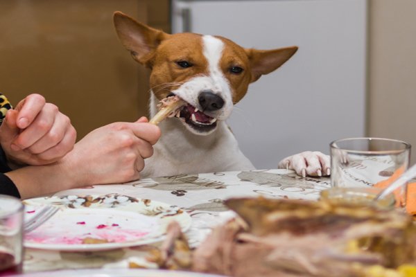 perro come restos de huesos de la mesa