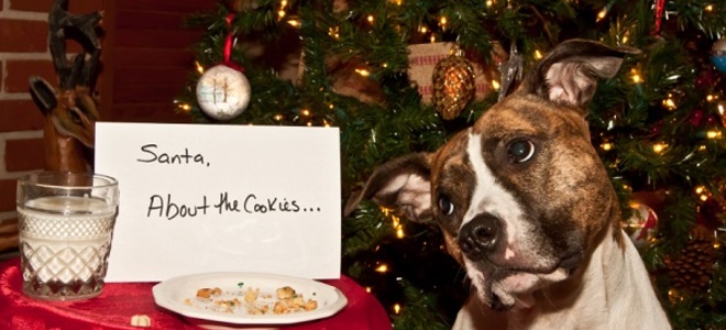 Qué hacer y qué no hacer para las mascotas