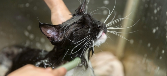 Haz tu propio champú para gatos