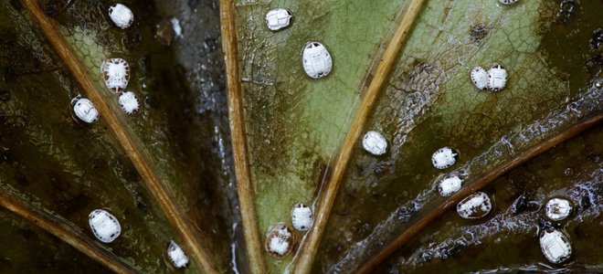larva de mosca blanca en el dorso de una hoja