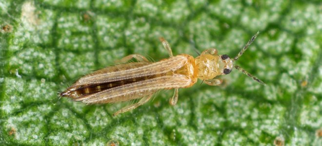 Insecto de plagas de trips en una hoja