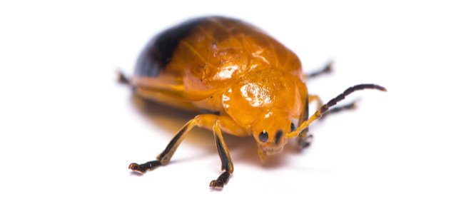 destructor de cochinillas