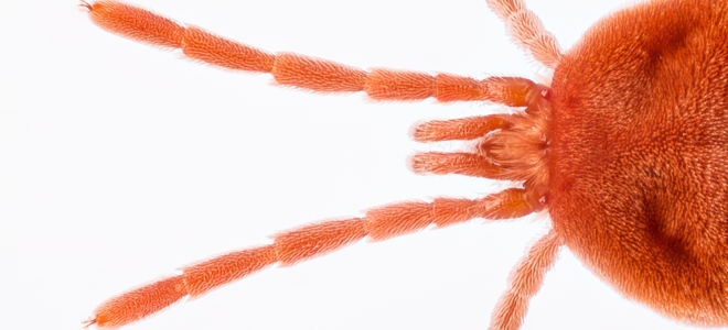 7 plagas de plantas de interior y cómo detenerlas