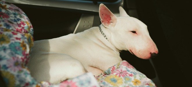 Un perro blanco sentado en el asiento trasero de un coche sobre una manta. 