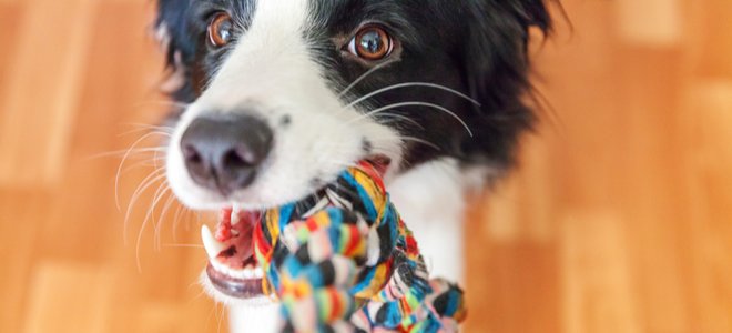 perro jugando con juguete de cuerda