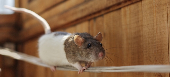 4 formas comunes en que las plagas ingresan a su hogar