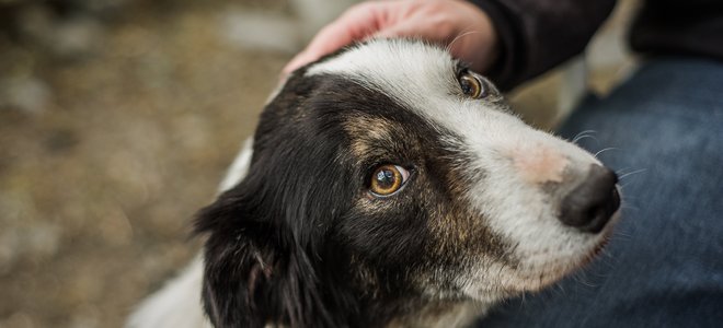 Perro adoptivo con la cabeza apoyada en una rodilla mientras se cuida