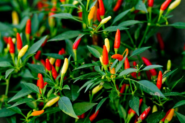 Cultivo de pimientos.